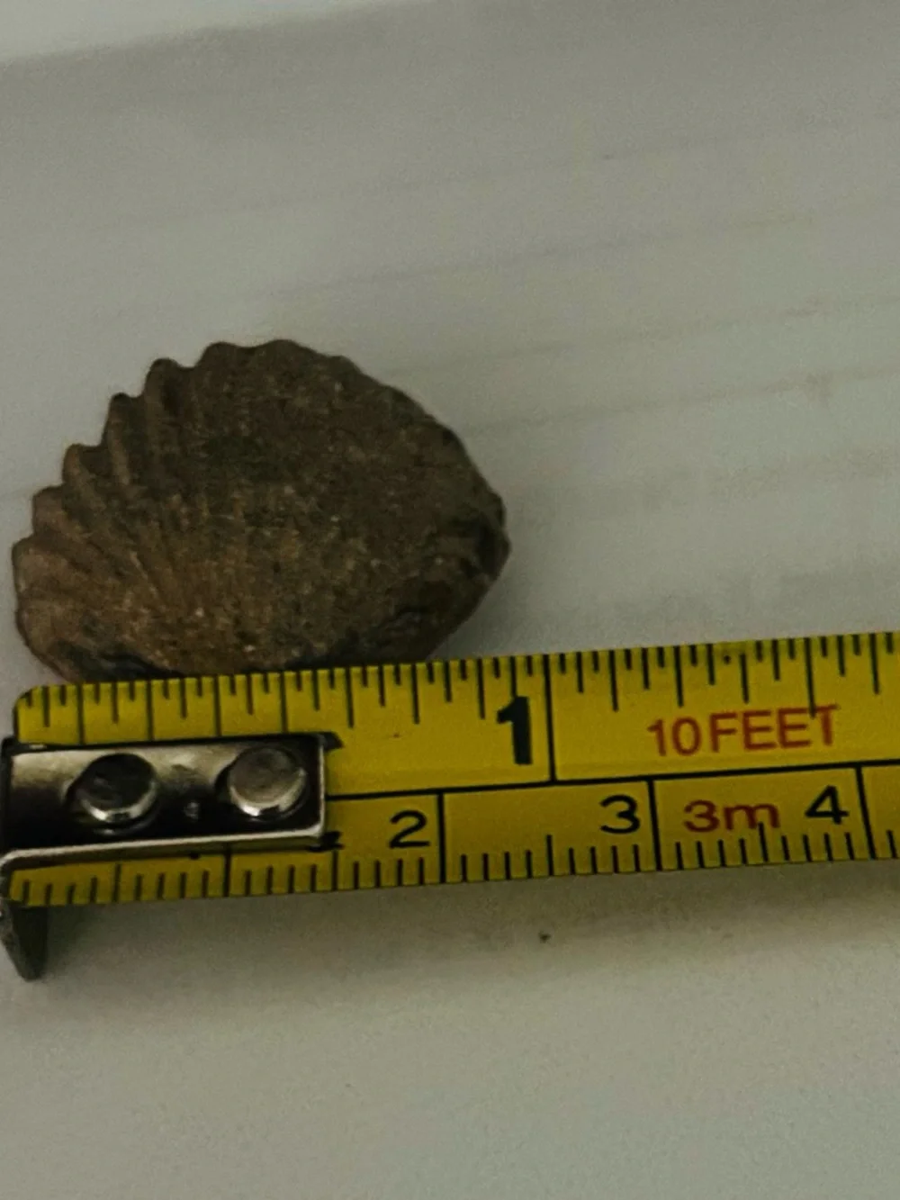 Brachiopod fossil